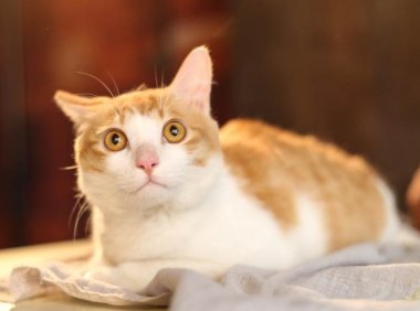 猫生产前的征兆?这几点需要多留意