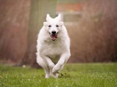 狗狗能吃土豆吗？吃多了可能中毒