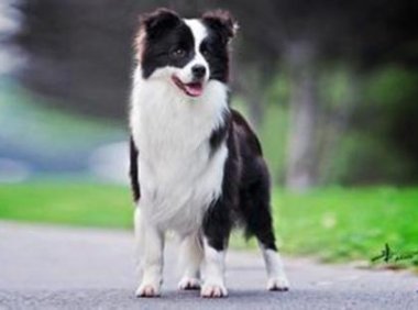 边境牧羊犬怎么训练,知道这些事半功倍