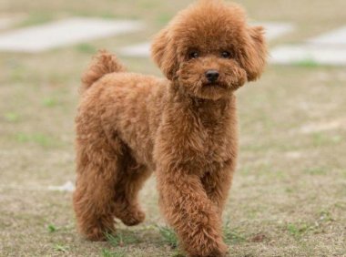 泰迪咬人怎么办?这种习惯是可以纠正的