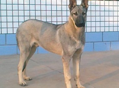 马犬和狼青哪个好？你喜欢的是哪一个