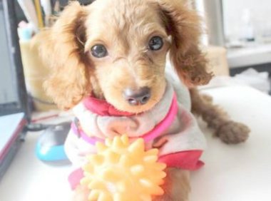 小狗生病了怎么办?这些方法来帮你