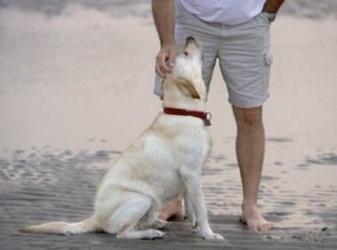 最适合男人养的狗排行,你看上的是那种