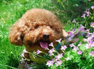 泰迪吃什么狗粮最好?有利于它的都是最好