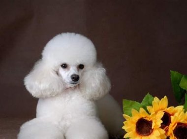 贵宾犬跟柯基犬哪个好？只能说各有各的好