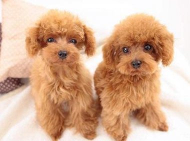 贵宾犬能吃火腿肠吗?当然是可以的,但要控制量