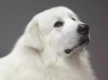 大白熊犬智商,不要被它的体型误解了