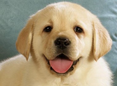 什么宠物狗好养又干净？看看这三种