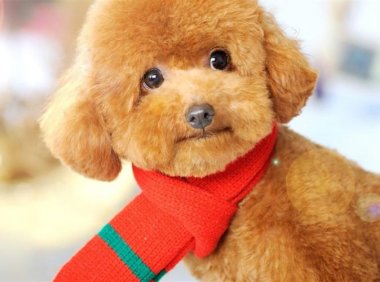 如何让泰迪犬定点大便,就得要循序渐进的来