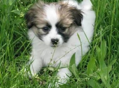 蝴蝶犬吃什么狗粮?以符合它的营养为主