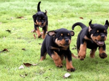 罗威纳犬咬主人吗?从小培养教育很重要