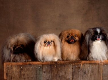 北京犬多少钱一只,价格大全在这儿