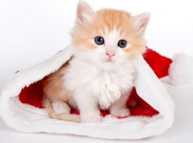 猫上火了吃什么降火，这些都是可以的