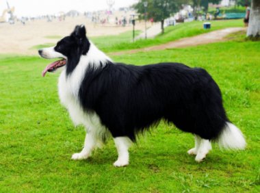 牧羊犬怎么样?你的做法对不对