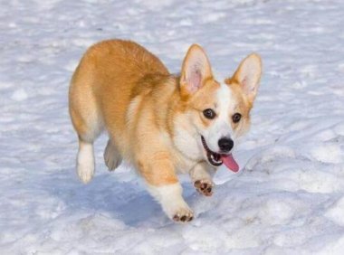柯基犬最大能长多大?小小身材注定不大