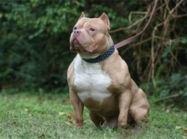 比特犬吃什么?长的猛不一定吃得多