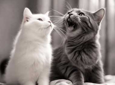 半夜两只猫互相嚎叫意味着什么