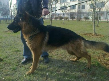 德国牧羊犬纯种的怎么样?看这矫健的身姿你会明白