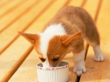 狗粮的制作方法,给你五个自制狗粮配方