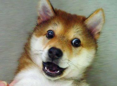 中华田园犬怎么养?最好养的狗没有之一