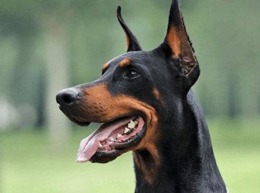 杜宾犬立耳要多长时间?慢工出细活就是这样