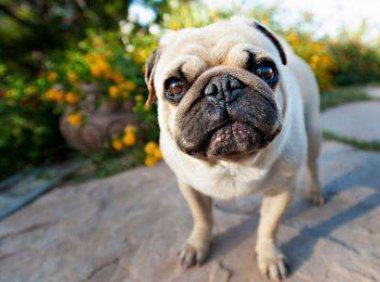 巴哥犬一胎能生几个? 这都是看缘分的呐