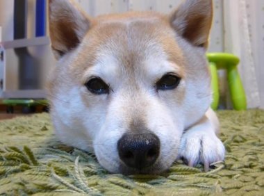 体味最小最干净的犬,可能不是天生的