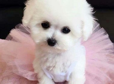 为什么比熊犬晚上叫？可能是这几个方面影响了