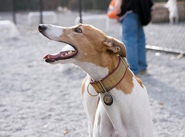 格力犬怎么训练?切勿操之过急