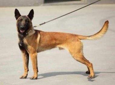 马犬发烧怎么办？不一定非得去医院