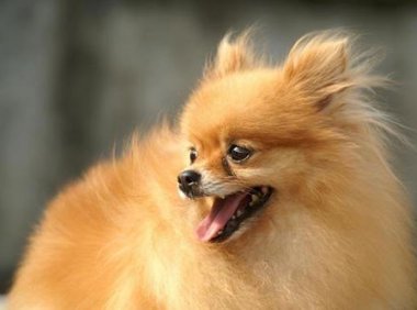 博美皮肤病有哪些?常见的主要有以下这些