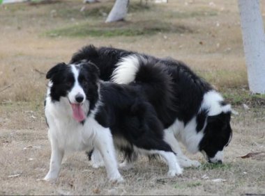 边境牧羊犬常见的疾病,这几种一不小心就染上了