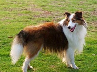 如何训练牧羊犬? 训练适当见成效