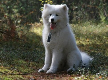 如何让萨摩耶晚上不叫?需要这样来训练