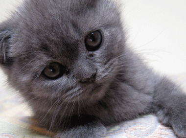 英国短毛猫吃什么猫粮好 这些食物可都是非常棒的!