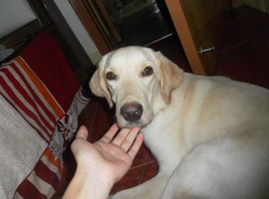 阿拉和哈士奇的区别，区别可大了