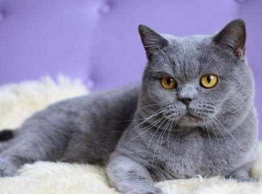 公猫绝育后注意事项，主要还是这个阶段