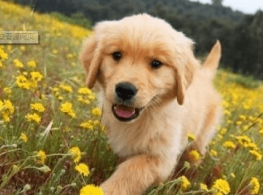 狗拉肚子吃什么药?狗拉肚子注意事项大全