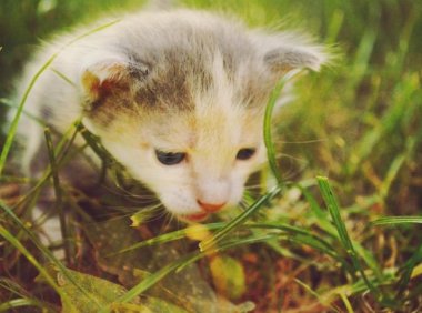 小猫可以喝牛奶吗？建议不要，看完你就懂了