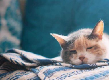 猫瘟是怎么引起的？知根知底才能更好的预防