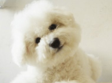 比熊犬的性格,只能说机灵的很