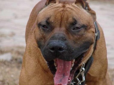 比特犬见了老虎会怕吗?百兽之王可不是吹出来的