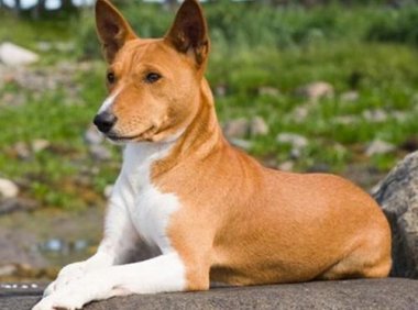 巴仙吉犬不会吠 实力演绎沉默是金