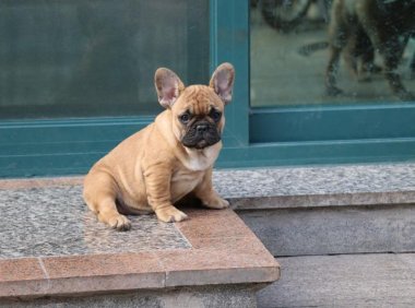 怎样训练小狗?只能说执之以恒