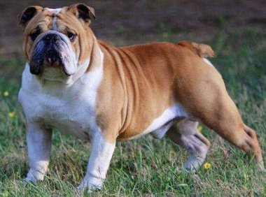 狗最怕什么气味?这些气味难以忍受