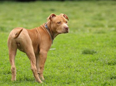 比特犬会咬人吗?可能你不了解它