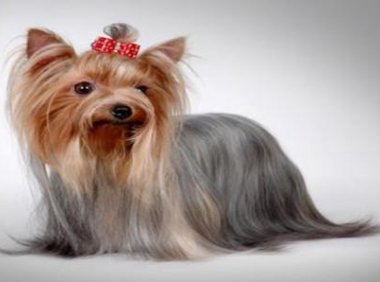 养狗狗的注意事项,先记住最重要的