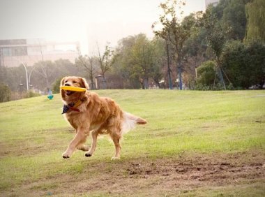 狗的电影大全，哪些曾让你伤然泪下过