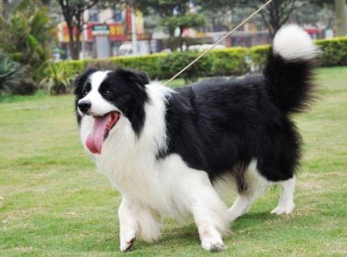 什么狗最聪明最通人性?跟智商有关