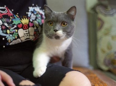 猫为什么喜欢蹭人?它是什么心理